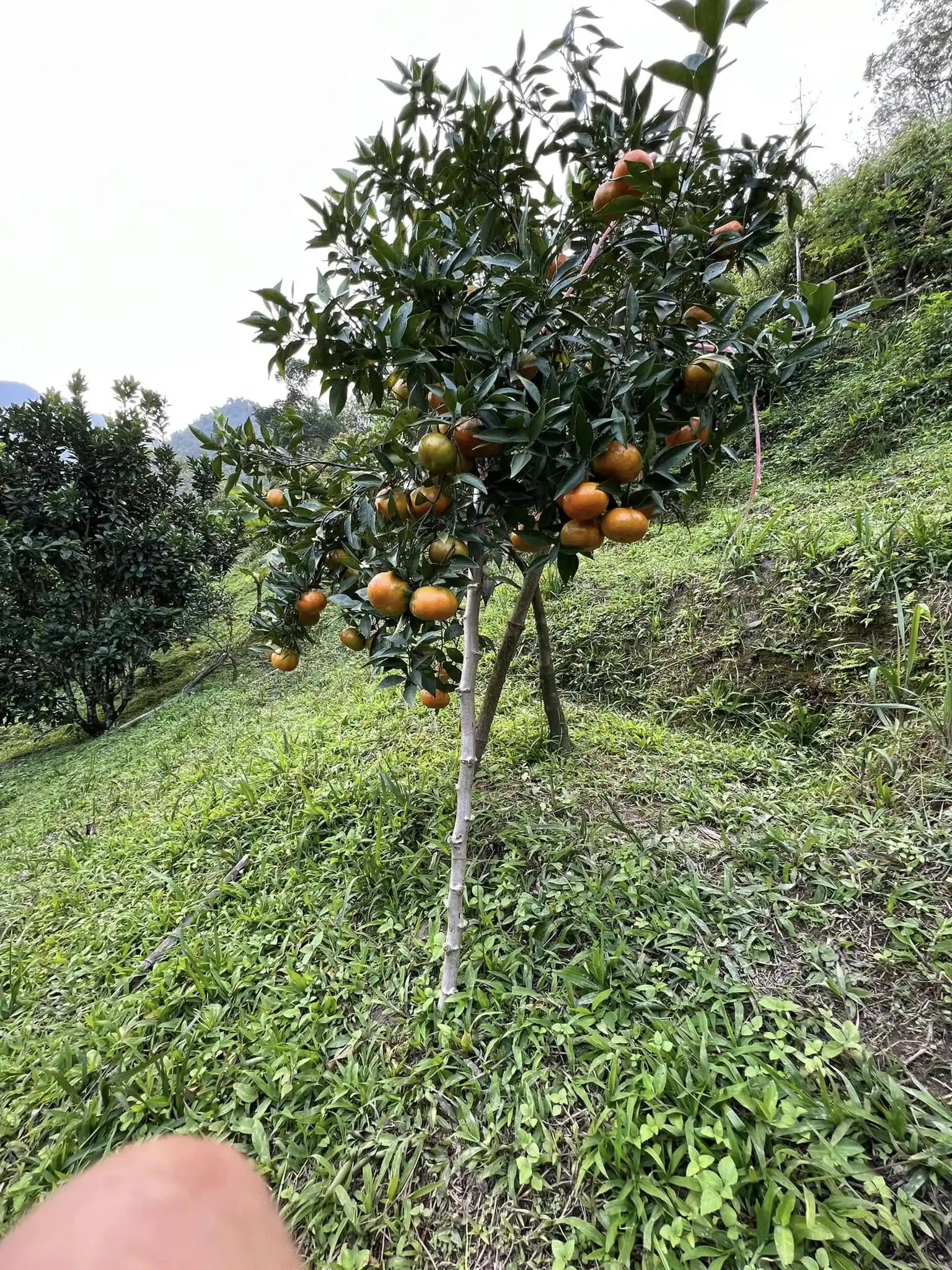Vườn quýt cổ trên thung lũng đất vàng Vân Sơn