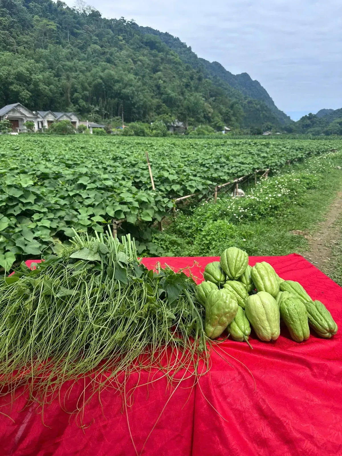 Cánh đồng lúa nếp chín vàng dưới chân núi Vân Sơn